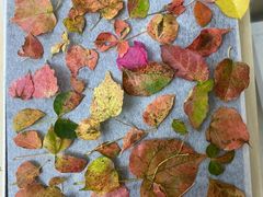 -南宁良凤江国家森林公园