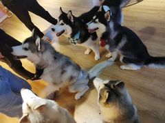 -Husky Go! 哈士奇体验馆·宠物咖啡厅狗咖