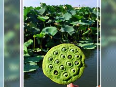 -荷塘月色湿地公园·向阳花洲
