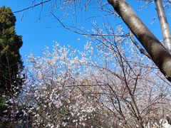 -桃花堤公园