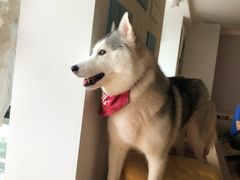桃心-Husky Go! 哈士奇体验馆·宠物咖啡厅狗咖