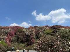 -贵州百里杜鹃风景名胜区