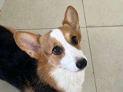 -怪兽屋·羊驼·猫咖·狗咖(俊华广场店)