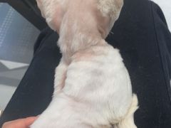 -琪喵猫屋·撸猫猫咖·猫舍