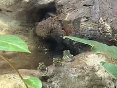 -上海大自然野生昆虫馆(东方明珠·爬宠昆虫探索中心)