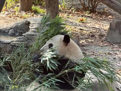 -成都动物园