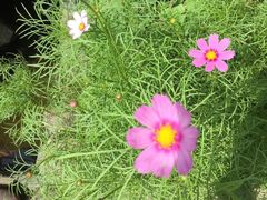 -金科花卉市场