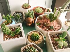 -蜜蜂小象·榴莲千层蛋糕(时代汇11栋店)