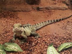 -费瑟代尔野生动物园