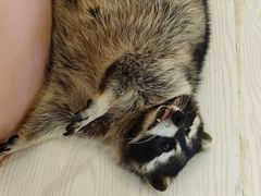 -浣熊柯尔鸭土拨鼠·电玩咖