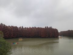 -上海海湾国家森林公园