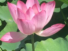 -莲花池公园