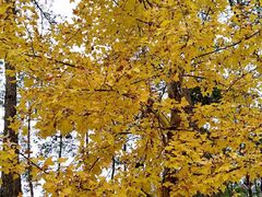 -九龙江国家森林公园