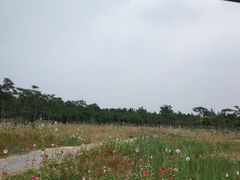 -西青郊野公园