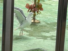 -广州长隆飞鸟乐园
