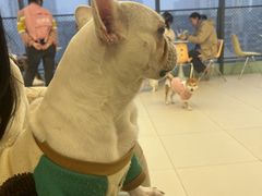 -怪兽屋·羊驼·猫咖·狗咖(俊华广场店)