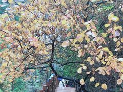 -黄花溪