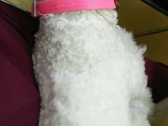 -芭比堂动物医院·犬猫全科·异宠专科(雁塔分院)