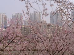 -桃花堤公园