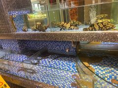 -海派美食·家宴海鲜青岛菜·石锅鲽鱼头(东方城店)