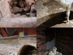-正佳雨林生态植物园