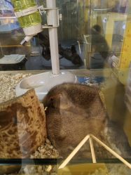 -神奇动物撸宠馆·羊驼·小浣熊·异宠(豫园店)