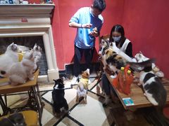 -猫色咖啡·猫咖