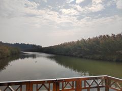 -大湾区中央湿地公园