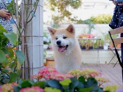 -喜柴咖啡·柴犬狗咖