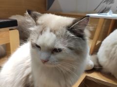 -滚猫咖啡·猫咖·猫友好撸猫(未来城店)