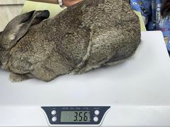 -雨林宠物医院 非犬猫异宠专科