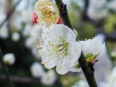 -龙华素斋(龙华路店)