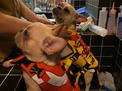 -Goku PET SHOP宠物视觉生活馆(双井店)