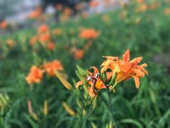 -永定河休闲森林公园