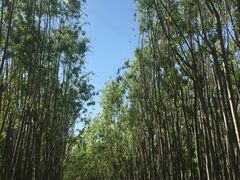 -天津东丽湖风景区