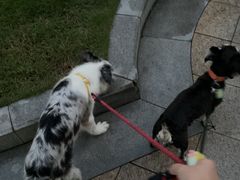 -义乌市派和宠物医院(贝村诊所)