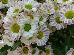 -花屿鲜花(淡水店)