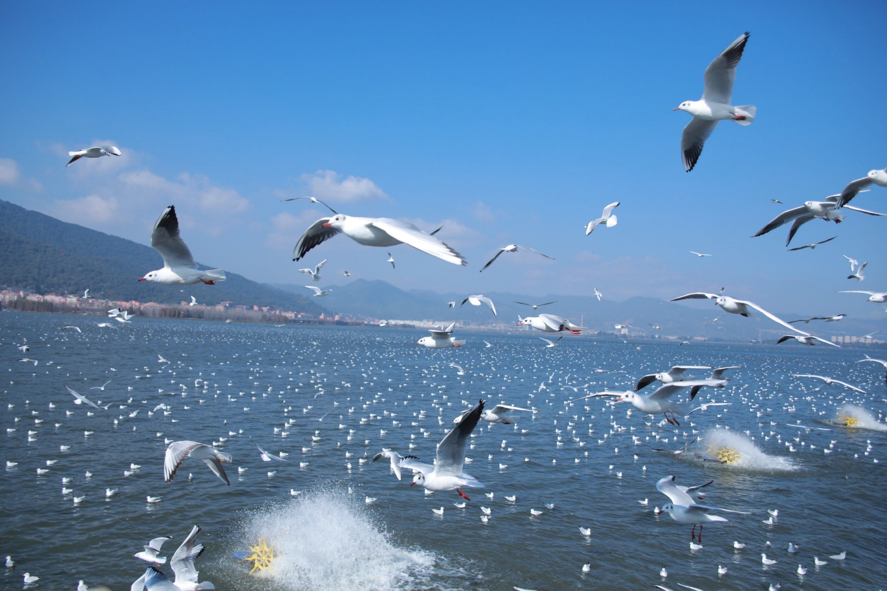 海鸥与天空,我与远方