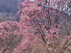 -九皇山景区