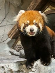 -Zoolung Zoolung动物主题公园(海信广场店)