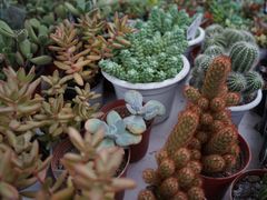 -三圣花乡旅游区