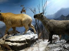 -陕西自然博物馆