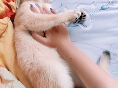 -Bastet sally猫舍购宠(静安店)