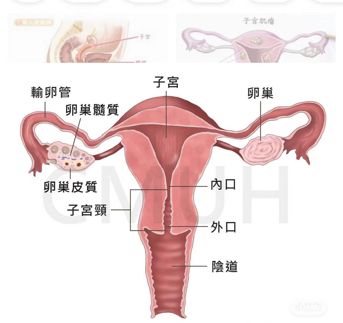 巢之美修复生殖黏膜细胞,养护卵巢