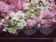 -深圳国际园林花卉博览园