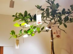 -Oasis coffee燕谷咖啡(公信店)
