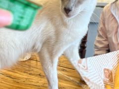 -猫小院猫主题餐厅(南锣旗舰店)