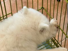 -Let's go狗咖·猫咖·奶狗·桌游(春熙路IFS店)