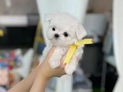 -萌宠之家·腊肠犬·马尔泰·小体犬舍