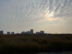 -洋湖国家湿地公园